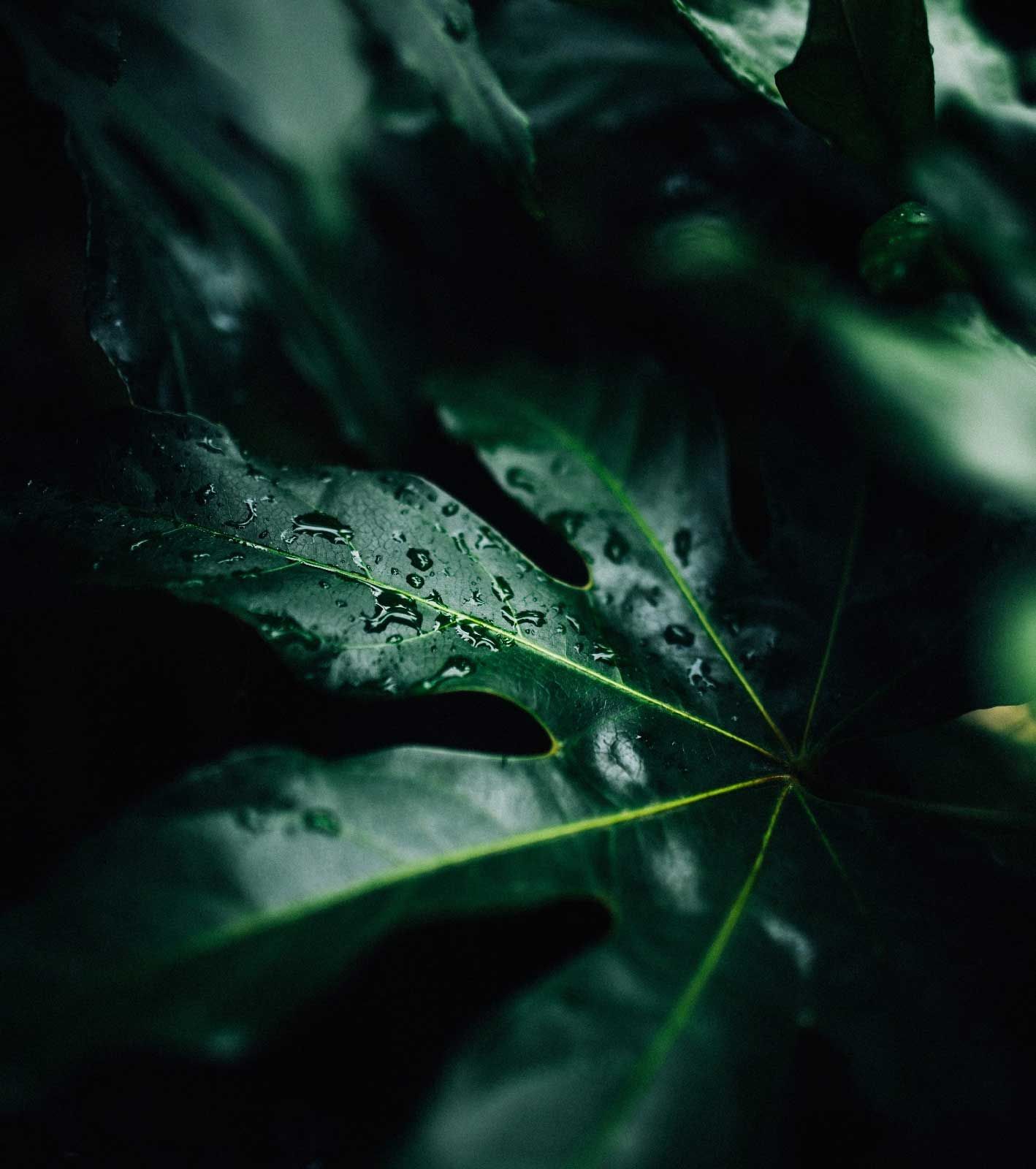 Dark green leafs moodbaord image